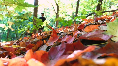 Jogging Man Forest Stock Footage 141225353