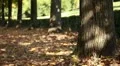 Jogging at park HD Footage