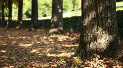 Jogging at park  Stock Footage 8923844
