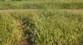 Jogging in the park HD Footage