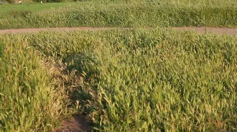 Jogging in the park Stock Footage 11135168