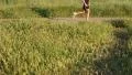Jogging in the park (pan) HD Footage