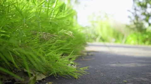 Jogging path in a garden Stock Footage 138145900