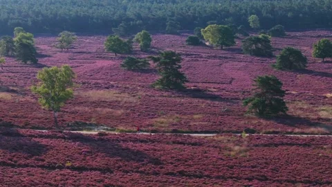 Jogging Person on path between purple heath on hill in Netherlands. Aerial Stock Footage 317355448