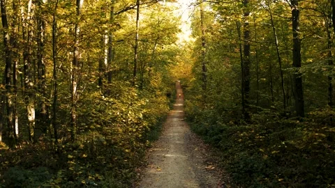 Jogging through the autumn colored forest Stock Footage