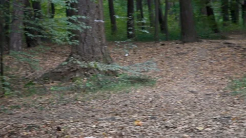 Jogging through the forest with his dog Stock Footage 89164372