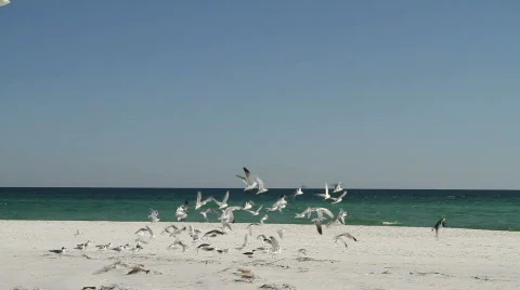 Jogging Through Seagulls Stock Footage 662202