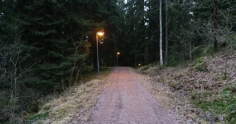 Jogging track in fir forest Stock Footage 103380079