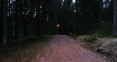 Jogging track with lamp posts in fir forest. Stock Footage 103379824
