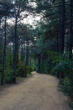 Jogging trail in a pine forest in vertical shot Foto stock