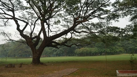 Jogging under trees Stock-Footage 108584565