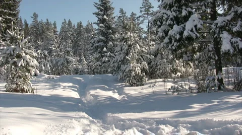 Jogging on winter forest Vídeo Stock 1588882