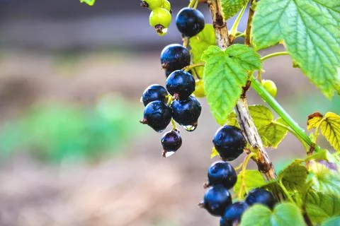 Johannisbeere mit Wassertropfen Stock Photos