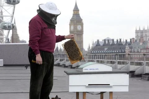 John Chapple Bee Keeper At The Royal Festival Hall ... Buzzing High Above The Lo Stock Photos