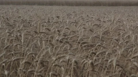 John Deere Combine Ground Shot  Stock Footage 65029149