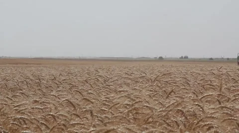 John Deere Combine Ground View Stock-Footage 65029224