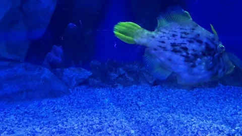 John Dory fish swimming underwater in aquarium habitat Stock Footage 339249735