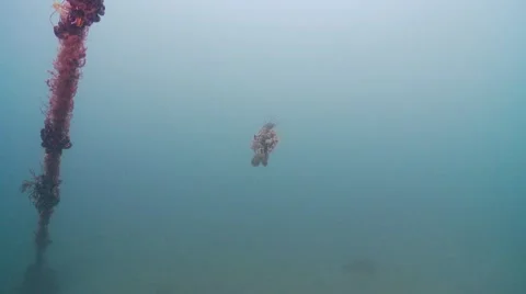 John dory Stock Footage 47953006