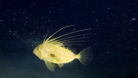 John dory in foreground , swimming through the soft coral Stock Footage 83006255