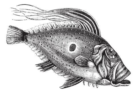 John Dory or Saint Pierre Fish or Saint Peter Fish or Zeus faber, vintage eng Stock-Illustration