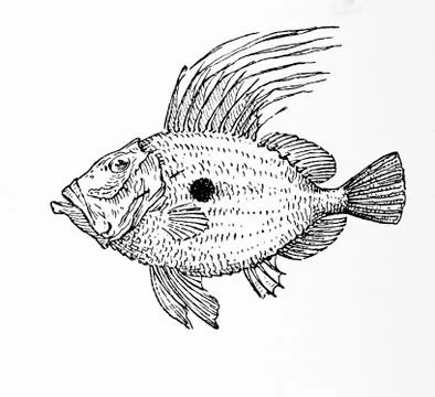 John Dory, St Pierre Or Peter's Fish, Zeus Faber. From Meyers Lexicon, Publ Stock Photos