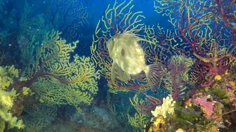 A john dory swimming through soft corals , alcyonacei Stock Footage 83006282