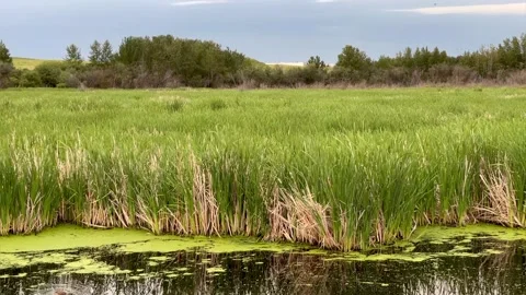 John E. Poole wetlands with sounds of birds and waterfowl 스톡 동영상 156763227