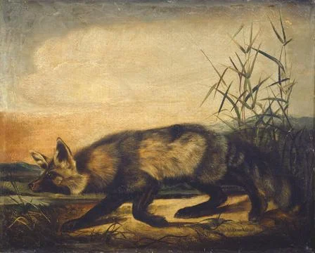 John Woodhouse Audubon, Long Tailed Red Fox, 1848 1854 Long-Tailed Red Fox... Stock Photos