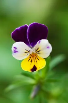 Johnny Jump Up Stock Photos