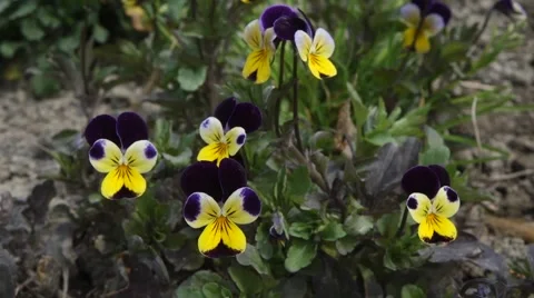 Johnny Jump Ups Video stock 54046457