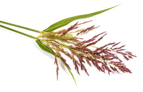 Johnson grass flowers Stock Photos