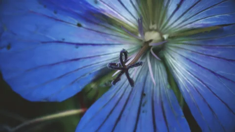 Johnsonii Johnson's Blue Geranium vintage colour pull look close up stock f.. Stock Footage 344711419