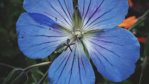 Johnsonii Johnson's Blue Geranium vintage colour pull look close up stock f.. Stock Footage 344711956