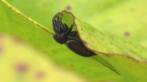 Johnson's Jumping spider on Yellow Pitcher Plant, SE USA Stock Footage 76851039