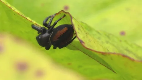 Johnson's Jumping spider on Yellow Pitcher Plant, SE USA Stock Footage 76851073