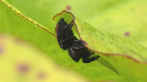 Johnson's Jumping spider on Yellow Pitcher Plant, SE USA Stockbeeldmateriaal 76851133