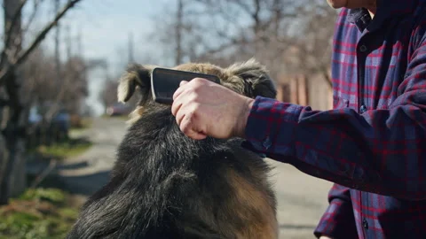 Join this bearded man and his beloved brown Basenji dog, as they share their Stock Footage 236431508