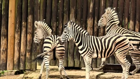 Join us to observe playful zebras interacting in their natural habitat and Stock Footage 309569141