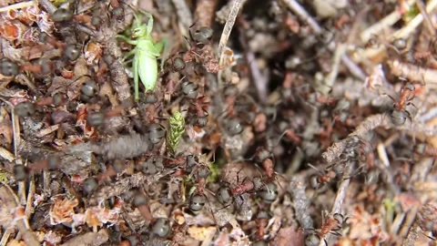 Joint cooperation is the work of a group of ants from the same colony. Vidéo 243591641
