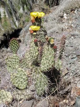 Jointed prickly-pear ocactus Stock Photos