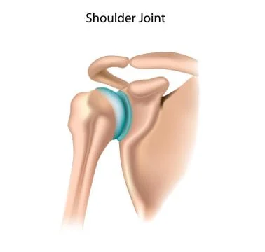 Joints of the shoulder Stock Illustration
