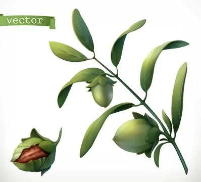 Jojoba. 3d realistic vector icon Иллюстрация
