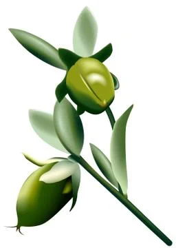 Jojoba Stock Illustration