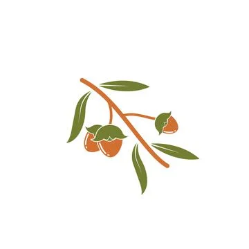Jojoba nuts vector illustration design Stock Illustration