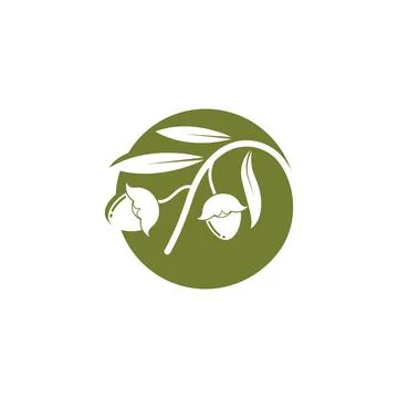 Jojoba nuts vector illustration design Stock Illustration