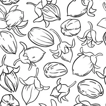 Jojoba vector pattern Stock Illustration