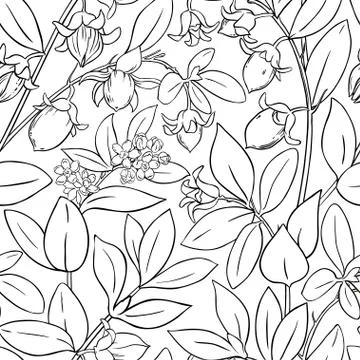 Jojoba vector pattern Illustrazione stock