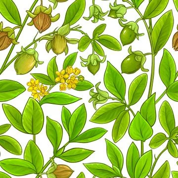 Jojoba vector pattern Stock Illustration
