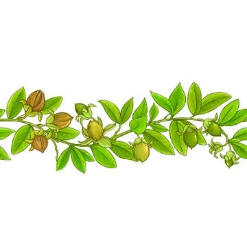 Jojoba vector pattern Stock Illustration