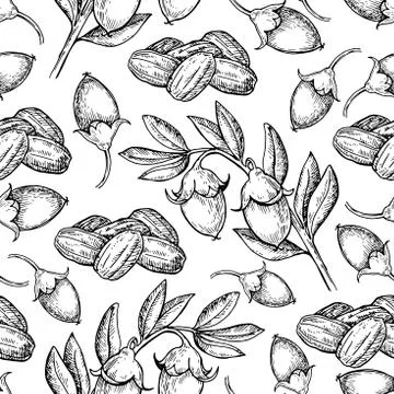 Jojoba vector seamless pattern drawing. Isolated vintage background with berr Stock Illustration